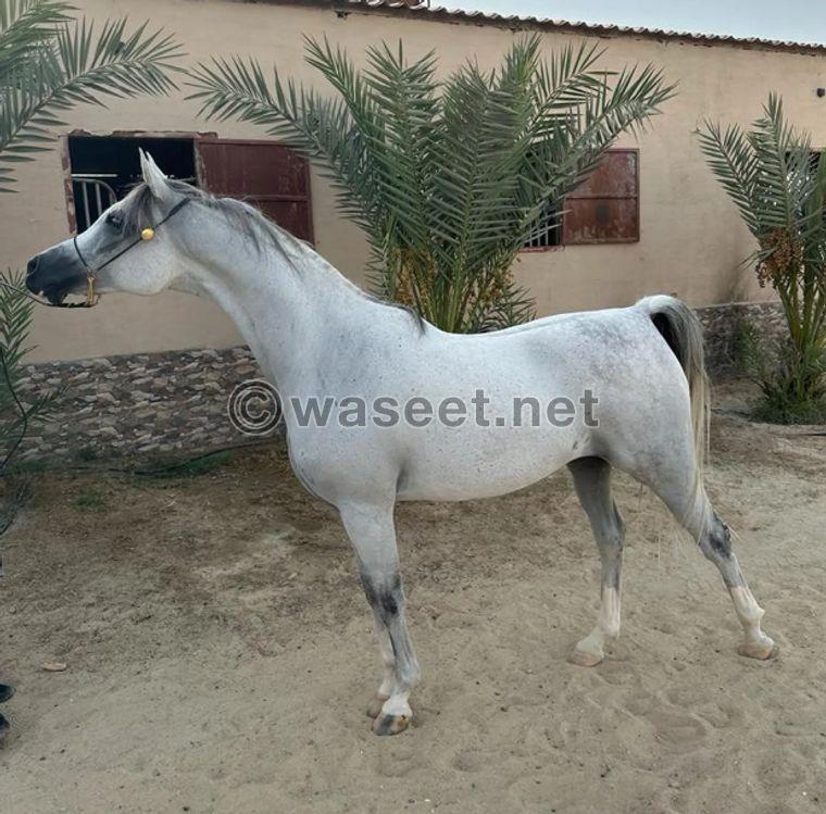 Arabian horse registered for sale  0
