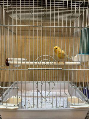 Canary and Jasmine for sale 