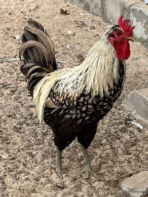Arabian rooster