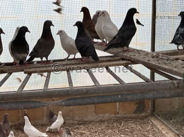 Pigeon for sale 2
