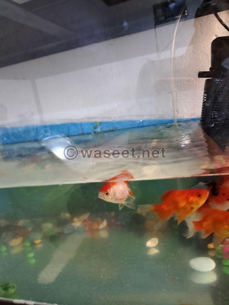 Six goldfish with a fish tank for sale 0