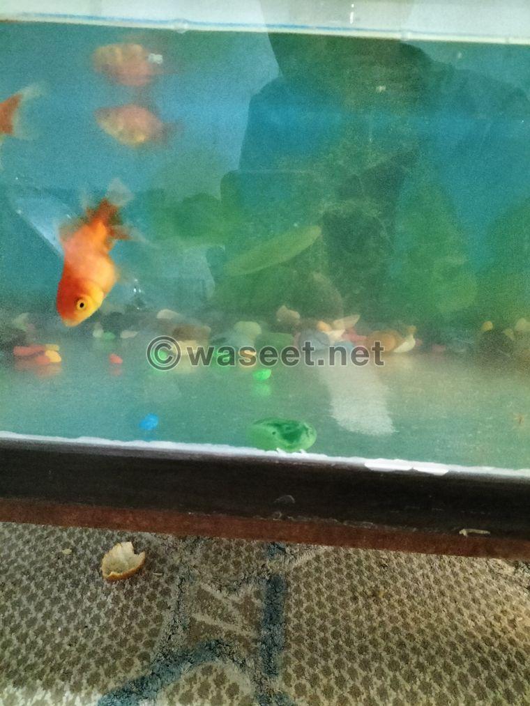 Six goldfish with a fish tank for sale 2