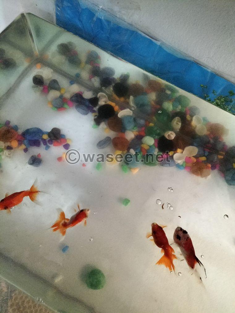 Six goldfish with a fish tank for sale 3